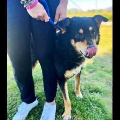CAMBIA IL DESTINO DI CHI NON PUO' PARLARE, CANE IN ADOZIONE - Foto 6