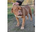 Hego dogue de bordeaux