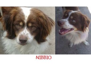 GEMMA, ZORRO, FIOCCO E NIBBIO adorabili in cerca di casa