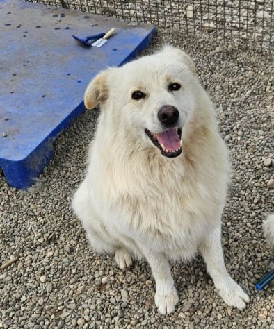 Bubu batuffolone 5anni dalla catena al canile.NOVARA - Foto 8