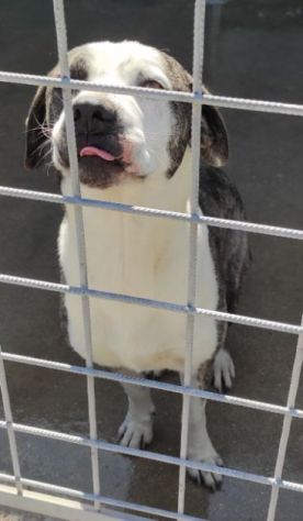 CANE IN ADOZIONE: MAX - Foto 4