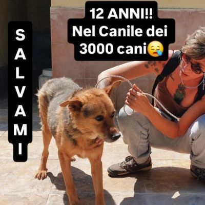 SENZA NOME SOLO UN NUMERO DI CHIP 380260 CANE IN ADOZIONE