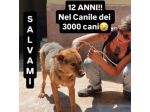 SENZA NOME SOLO UN NUMERO DI CHIP 380260 CANE IN ADOZIONE