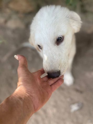 Marella cucciola - Foto 2