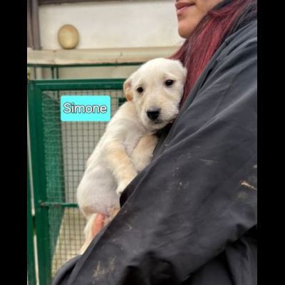 Cambiate il loro destino, Mamma e cuccioli in adozione - Foto 5