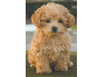 maltipoo cuccioli toy