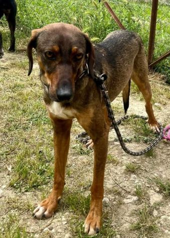 MELAMPO TIMIDO E REMISSIVO CAGNOLINO IN ADOZIONE - Foto 4