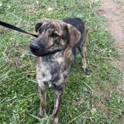 UGO figlio di mamma husky, 9 mesi, socievole ed allegro cagnolino in adozione - Foto 7