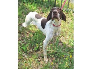 Goya 3 anni bracco