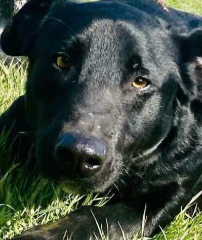 AARON coccolone e amorevole cane in adozione - Foto 5