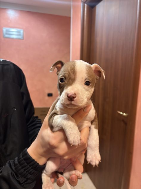 cuccioli di pitbull - Foto 5