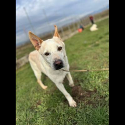 WHITE una vita buttata, simil pastore svizzero cane in adozione tg media - Foto 6