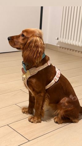 Dog Sitter a Bologna e provincia - Foto 4