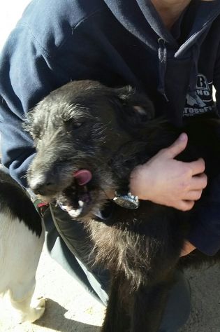 GIORGIA, dolcissima mix spinone - Foto 9