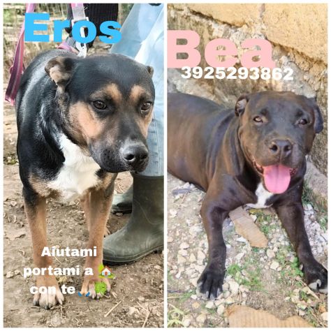 Eros e Bea due amici fedeli in adozione