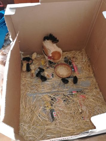 Galli,galline,chiocce con pulcini - Foto 4