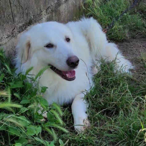 CANE DA ADOTTARE - Foto 9