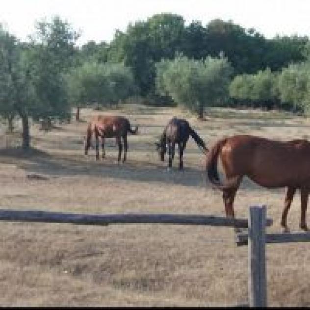 Tenuta Aia Vecchia