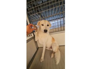 Gerry: equilibrato, docile, socievole