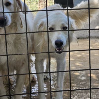 DANTE E ULISSE MIX PMA E GOLDEN CERCANO CASA, CANI IN ADOZIONE - Foto 8