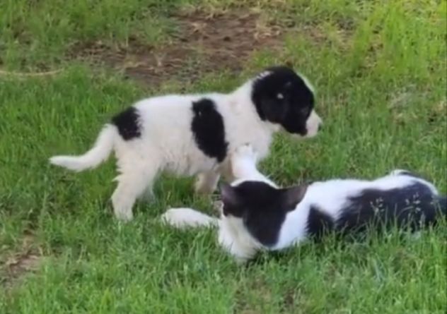 Luisa: 2 mesi taglia contenuta - Foto 4
