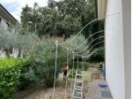 Pergolato in ferro per roseto