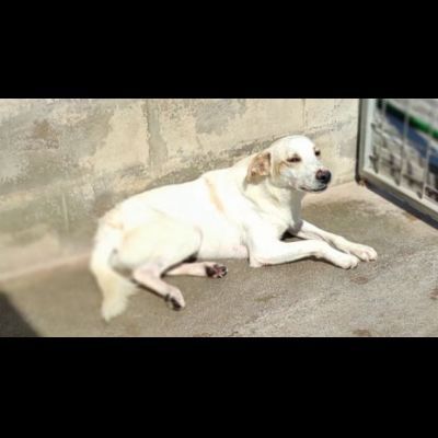 LIAM PACATO E AMOREVOLE; CAGNOLINO IN ADOZIONE - Foto 4