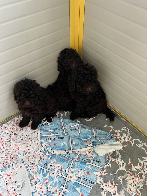 Barboncino Cioccolato Marrone - Foto 3