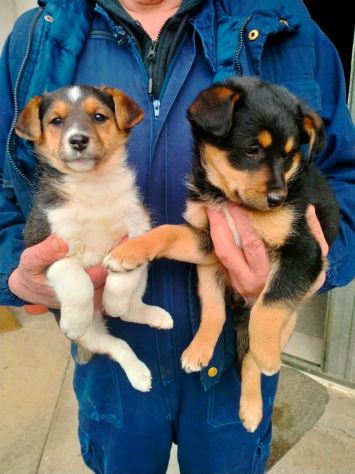 Cuccioli Jack Russell X Pinscher - Foto 3