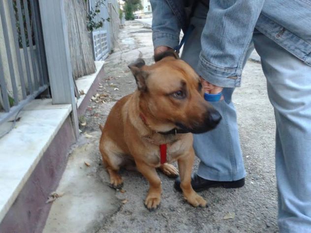 CHARLY, dolcissimo cane in cerca d'amore URGENTE - Foto 4