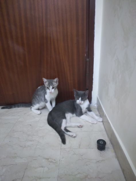 Gatti - Foto 5