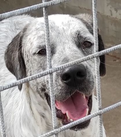 JAGO GIOCHERELLONE ED ALLEGRO CANE IN ADOZIONE - Foto 4
