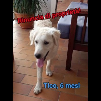 TICO MERAVIGLIOSO CUCCIOLO IN ADOZIONE - Foto 2