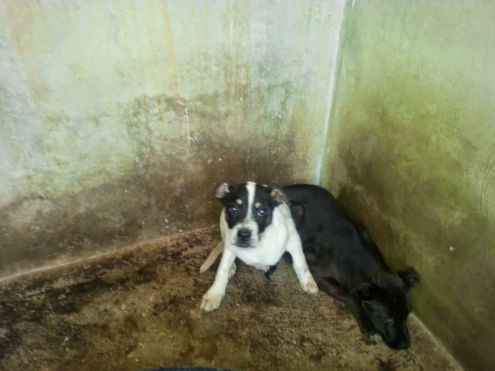 Cucciolini in cerca di casa - Foto 3