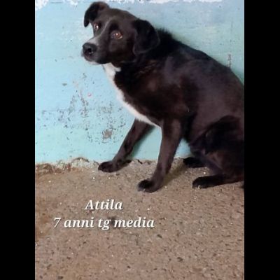 UN'OPPORTUNITA' PER QUESTE ANIME, CANI IN ADOZIONE - Foto 4