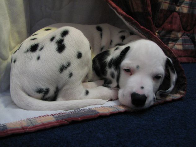 CUCCIOLI DALMATA CON PRESTIGIOSO PEDIGREE - Foto 3