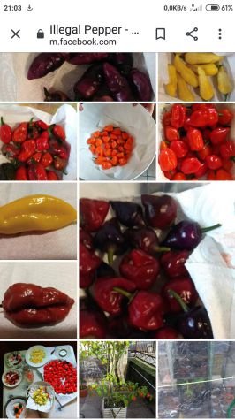 Semi Carolina Reaper, 7 Pot, Habanero, Diavolicchio, ..... - Foto 7