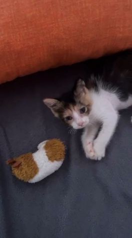 STELLINA, dolcissima micina in adozione! - Foto 2