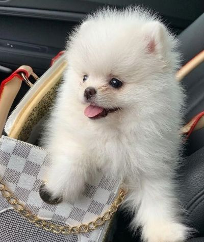 VOLPINO SPITZ di POMERANIA CUCCIOLI BIANCHI italiani - Foto 2
