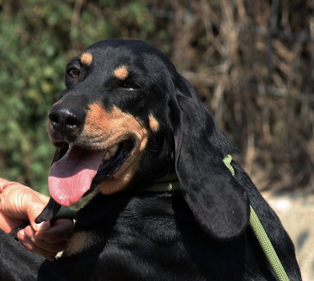 Bella fuori e bella dentro, Bea è un cane dal carattere meraviglioso. - Foto 2