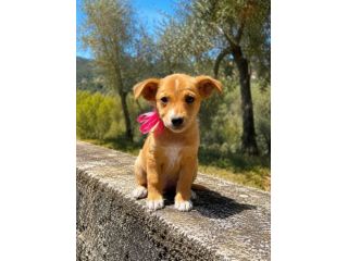 Regalo cuccioli taglia medio piccola