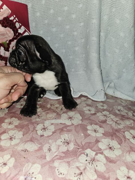 Bulldog francese - Foto 10