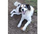 CANE IN ADOZIONE: PEGGY