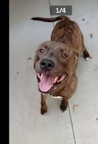 Pitbull adulto tigrato dalla cantina al canile..soffre la solitudine PARMA - Foto 4