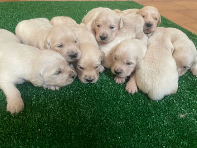 vendo cuccioli golden retriever con pedigree