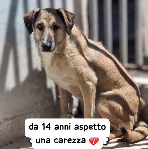 RINCO 14 ANNI taglia media E’ IN CANILE DA 14 ANNI