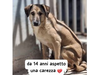 RINCO 14 ANNI taglia media E’ IN CANILE DA 14 ANNI