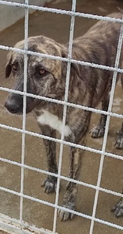 CANE IN ADOZIONE: TIAGO - Foto 2