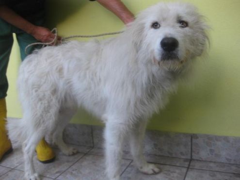 BILLY, ODINO ED EOLO, splendidi maremmani - Foto 3