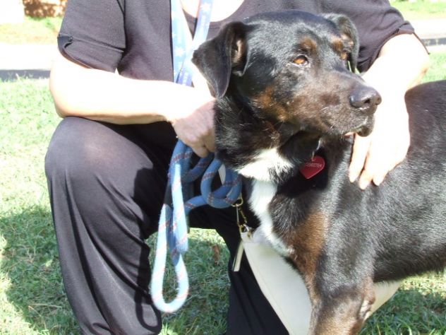 NERONE, dolcissimo cagnolone a rischio strada - Foto 2